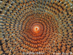 Hypnotic by Walter Bassi 